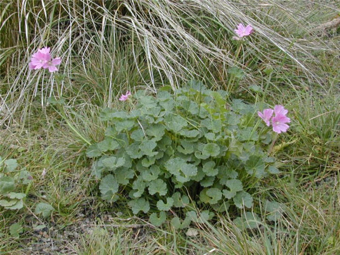 Plant photo of: Sidalcea malviflora