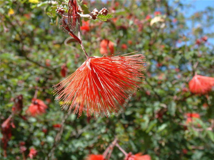 Plant photo of: Calliandra californica