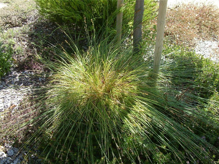 Plant photo of: Carex tumulicola