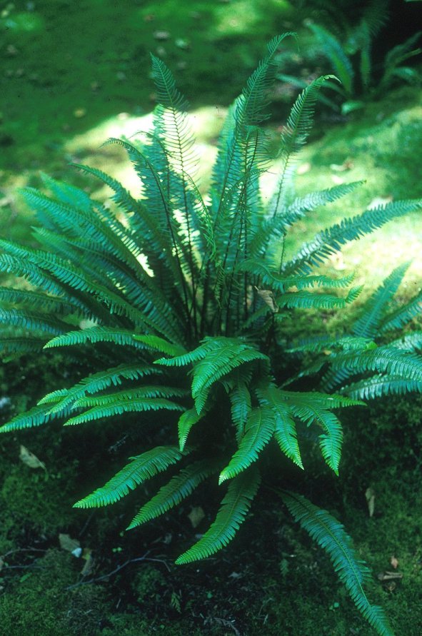 Plant photo of: Blechnum spicant