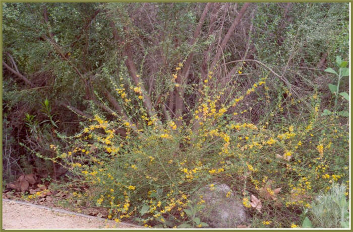 Plant photo of: Lotus scoparius
