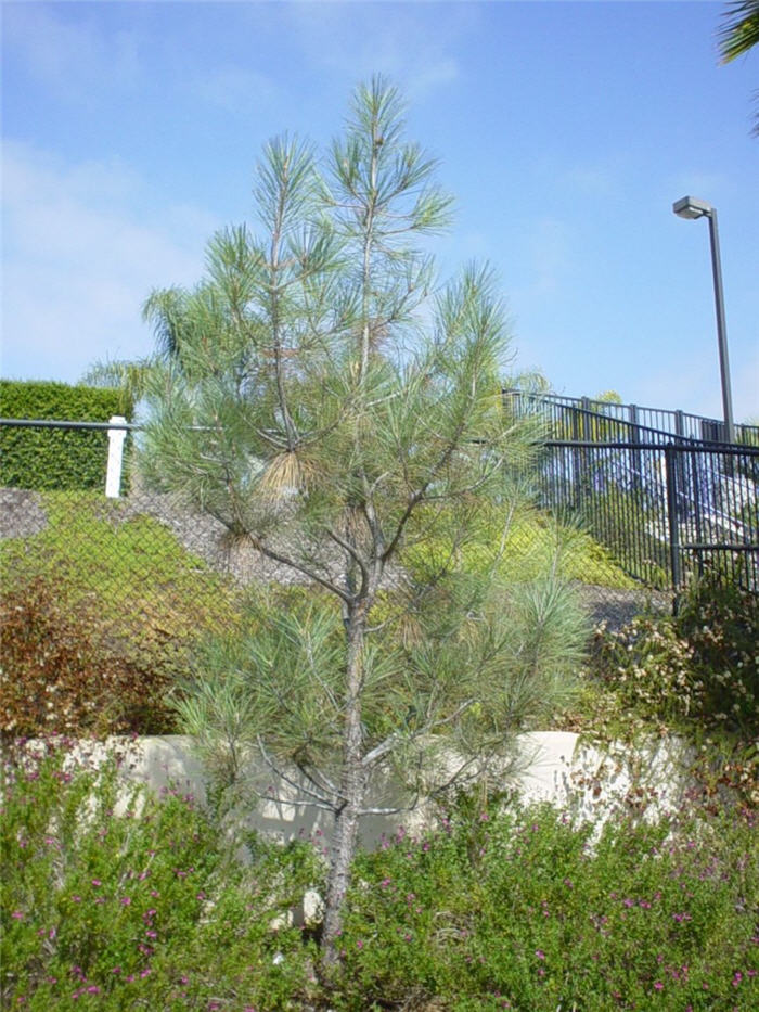 Foothill, Gray or Digger Pine