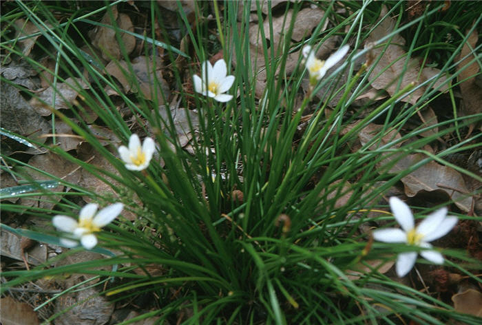 Plant photo of: Zephyranthes candida
