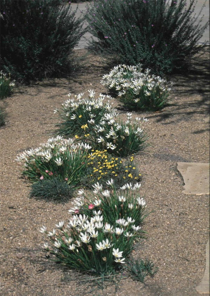 Plant photo of: Zephyranthes candida