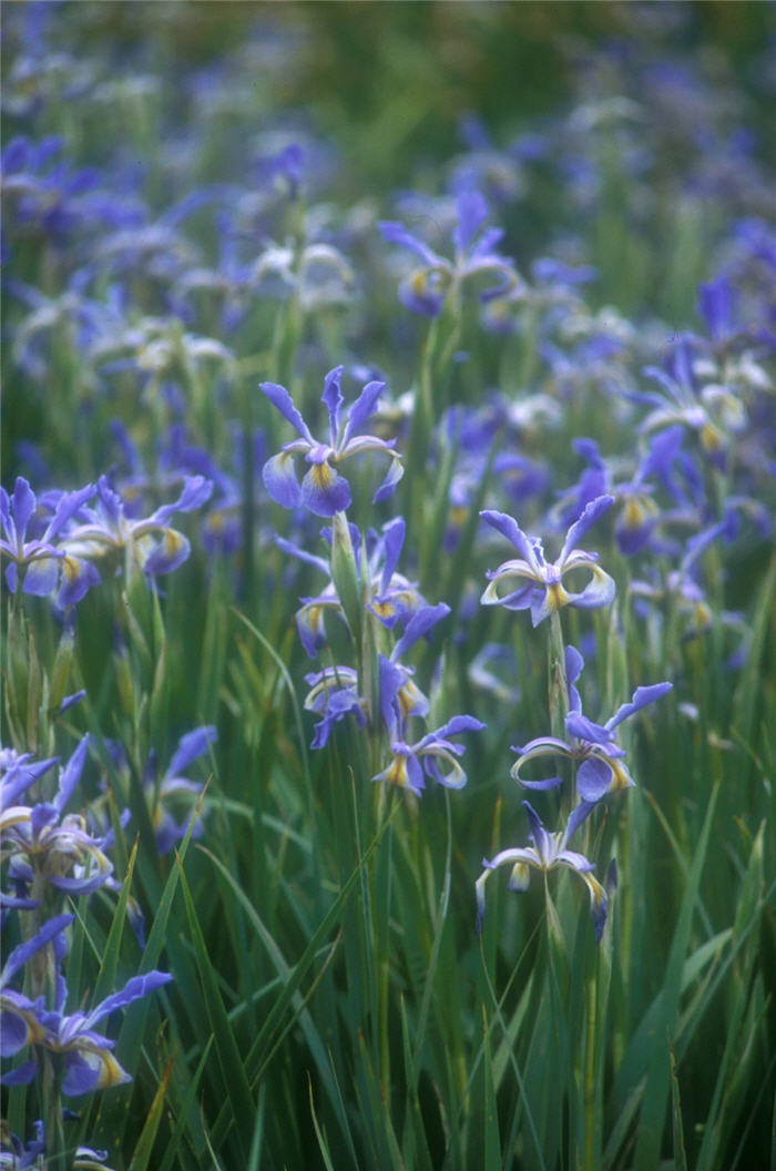 Plant photo of: Iris bearded 'Premier'