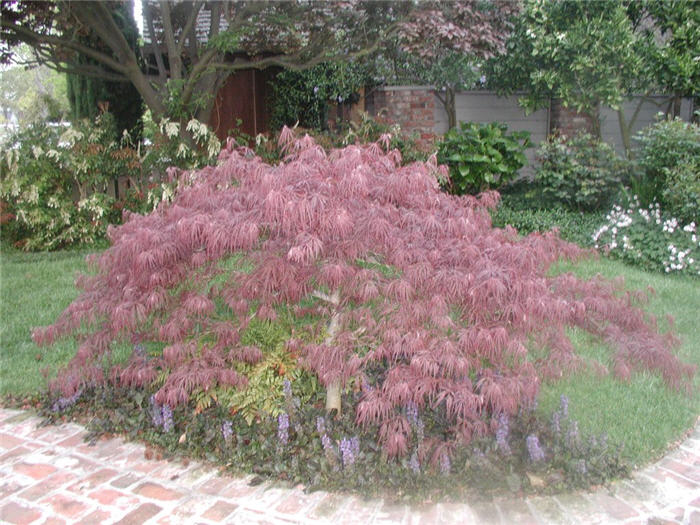 Plant photo of: Acer palmatum 'Crimson Queen'