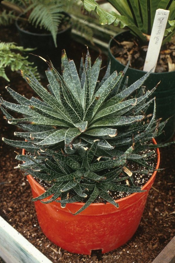 Plant photo of: Aloe aristata