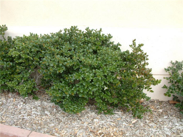 Plant photo of: Carissa macrocarpa
