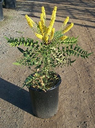 Plant photo of: Mahonia lomariifolia