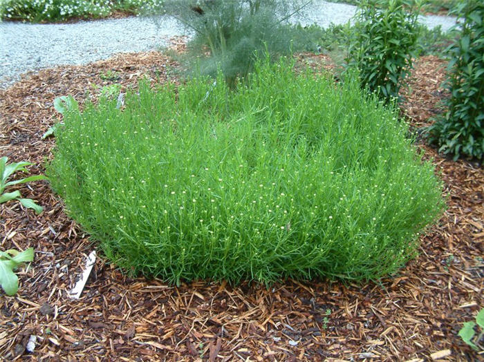 Plant photo of: Santolina rosmarinifolia