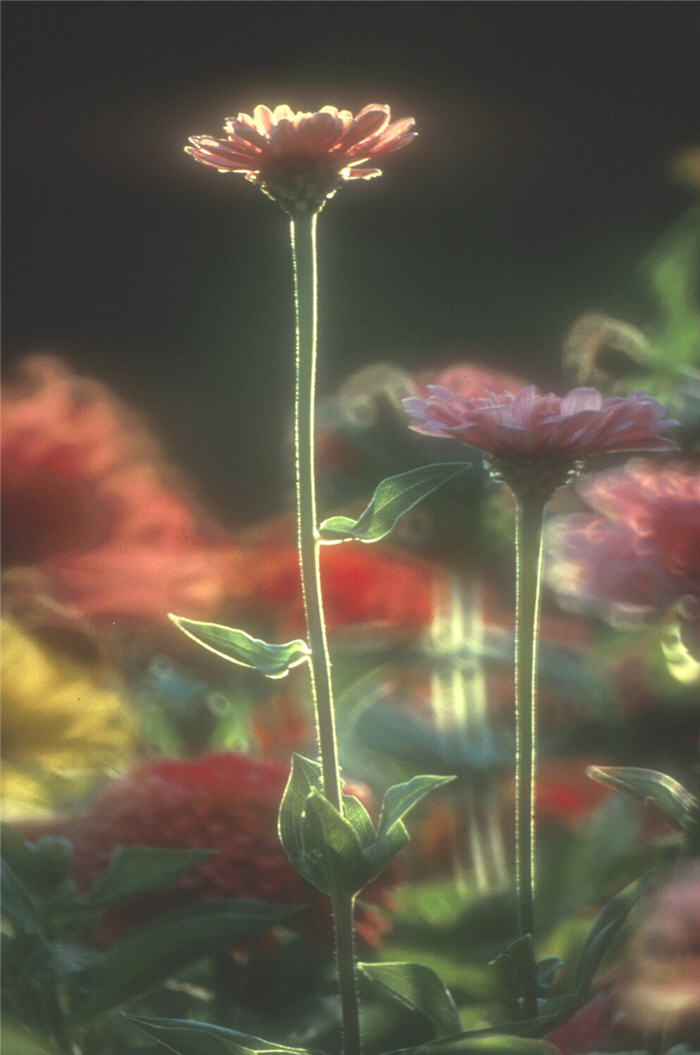 Plant photo of: Zinnia elegans