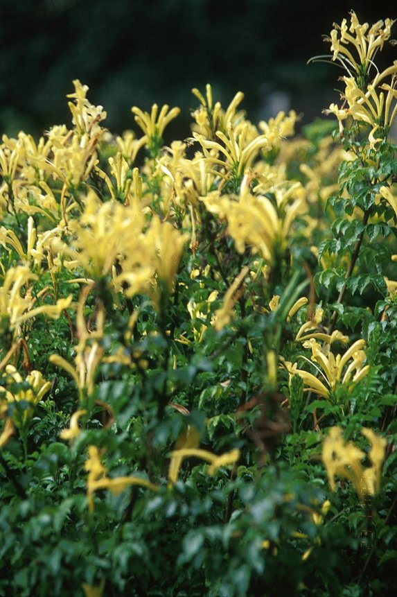 Plant photo of: Tecomaria capensis 'Aurea'