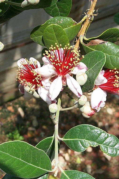 Plant photo of: Feijoa sellowiana