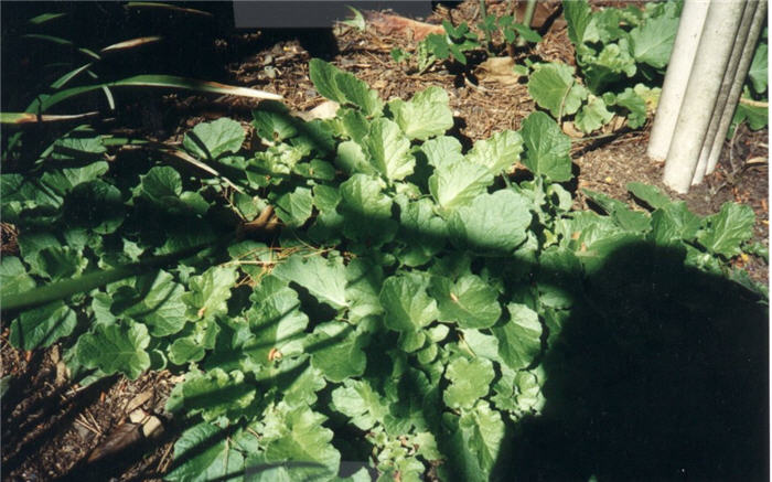 Plant photo of: Francoa ramosa