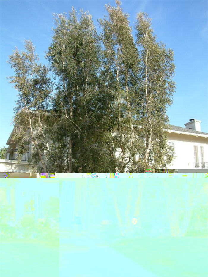 Paperbark Tree, Cajeput Tree