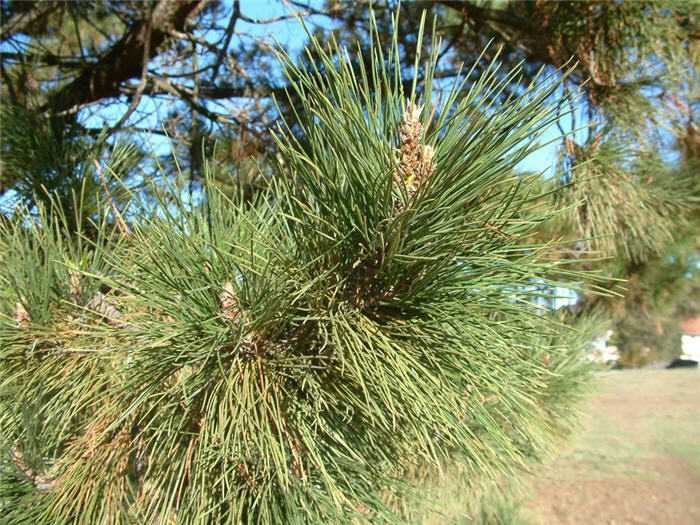 Plant photo of: Pinus radiata