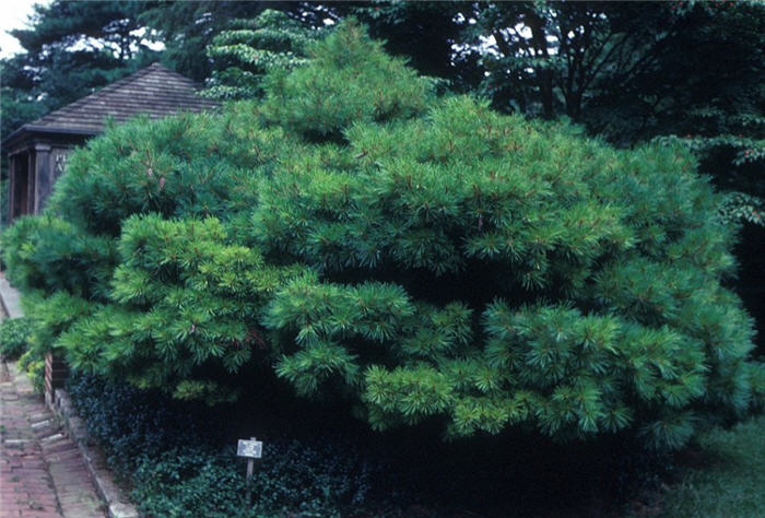 Dwarf White Pine