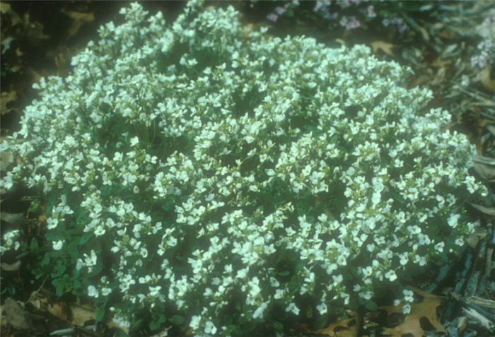 Plant photo of: Arabis caucasica