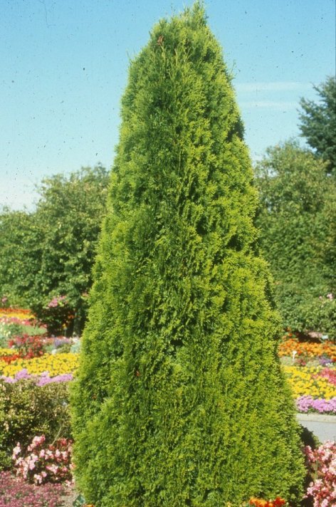 Plant photo of: Thuja occidentalis 'Smaragd'
