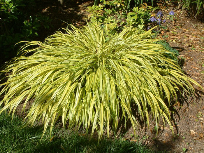 Plant photo of: Hakonechloa macra 'Aureola'