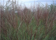 Eulalia Grass