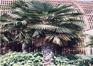 Windmill Palm, Hemp Palm