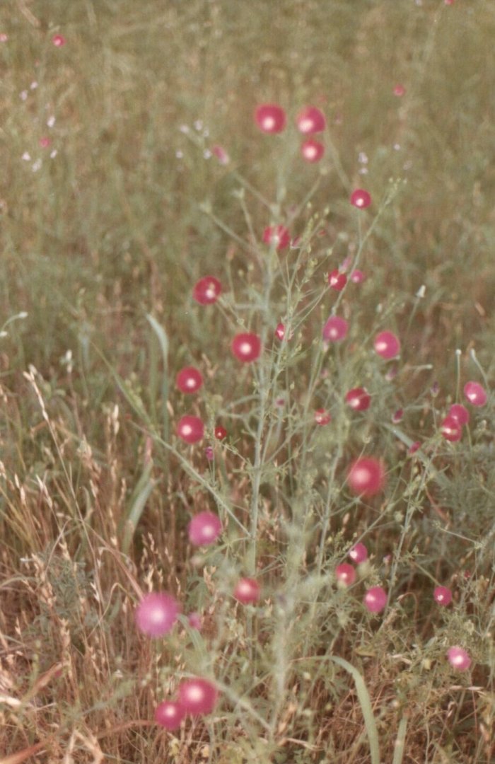 Plant photo of: Callirhoe involucrata