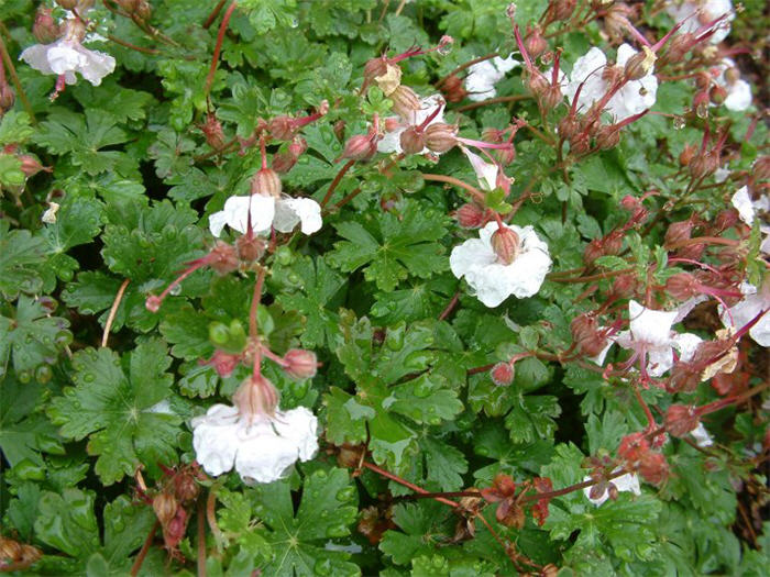 Plant photo of: Geranium X cantabrigiense 'Biokovo'