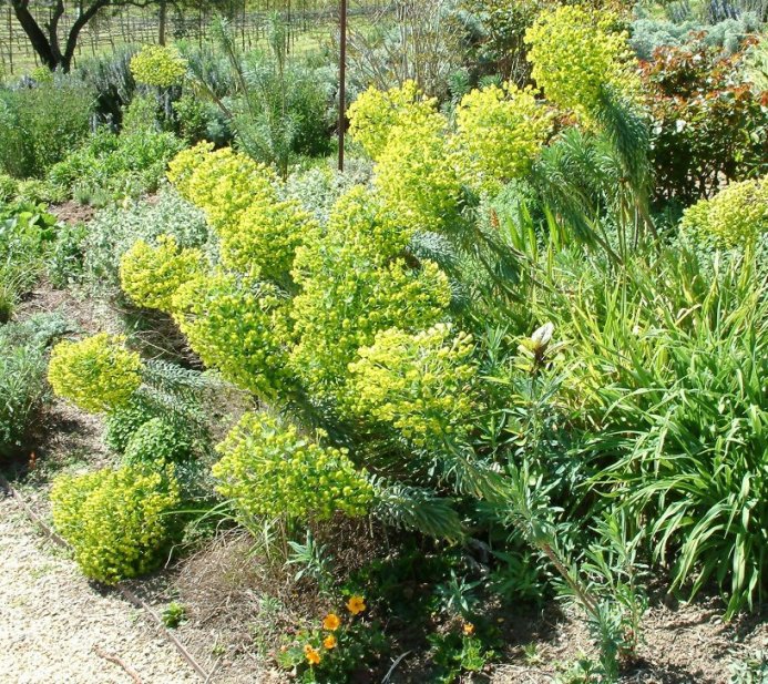 Plant photo of: Euphorbia characias wulfenii