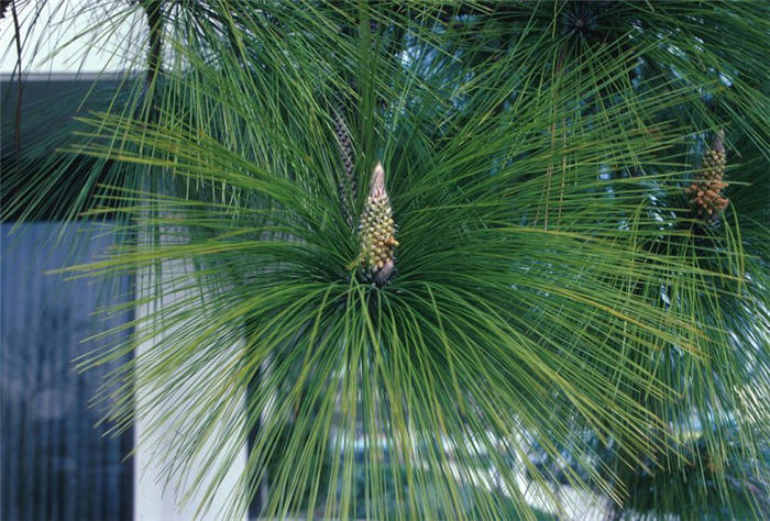 Plant photo of: Pinus roxburghii