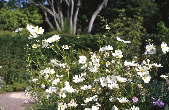 Plant photo of: Cosmos bipinnatus