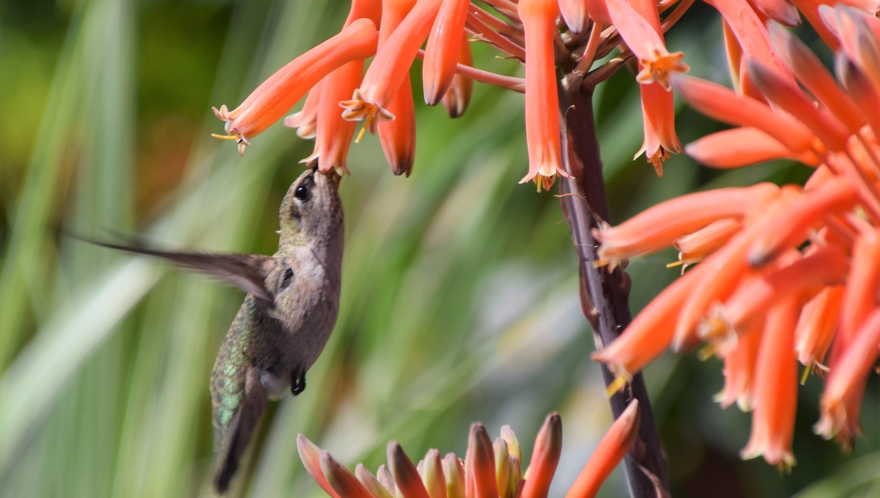 A hummingbird hovering to feed at the coral tubular flowers of an aloe